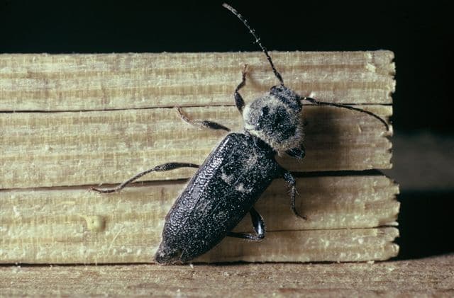 House longhorned beetle (Wood-boring insect)