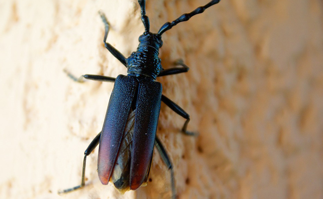 Carpenter beetle