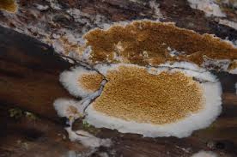 Example of wood-eating fungi