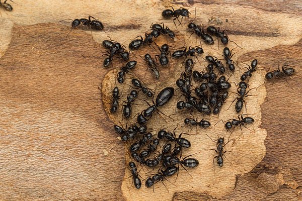 De la démocratie chez les fourmis charpentières