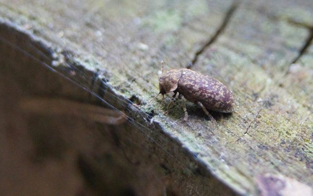 Death watch beetle (wood-boring insect)