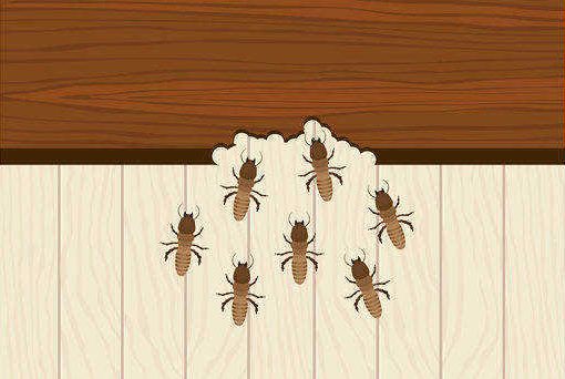Wood-boring insects