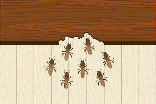 Wood-boring insects