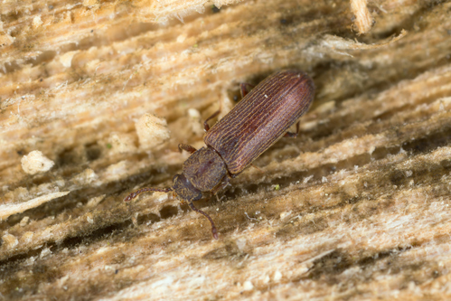 The brown bark beetle is a wood-boring insect