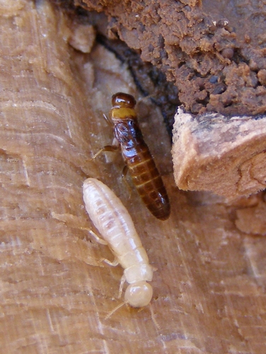 Termites kalotermes