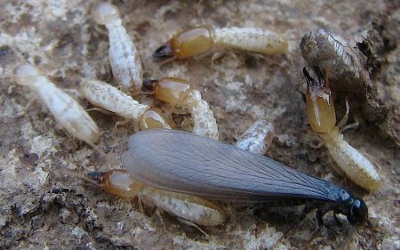 Termites reculitermes
