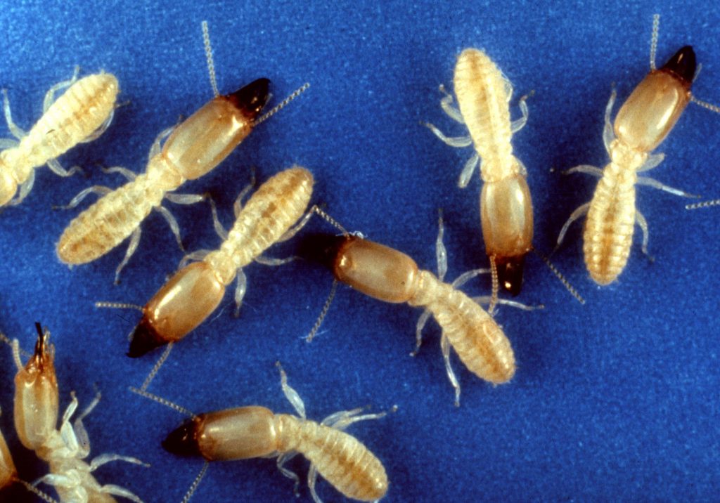 Termites réticulitermes
