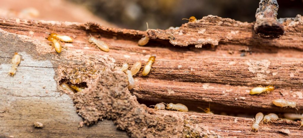 Reticulitermes termites
