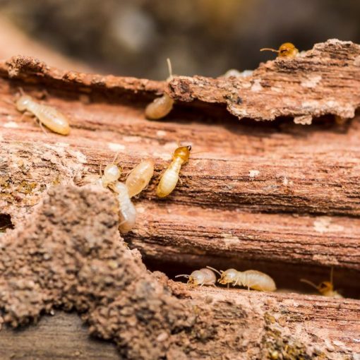 Termites réticulitermes