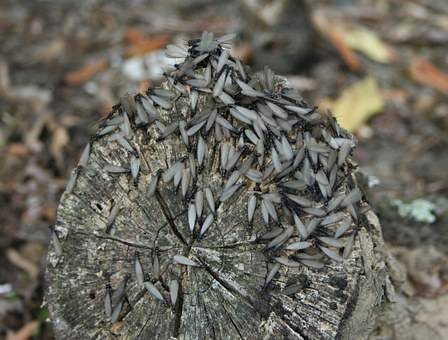Termites ailées sur un rondin de bois