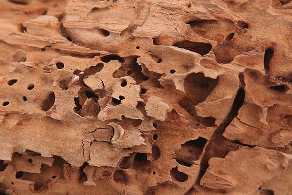Degats de fourmis charpentieres sur une poutre