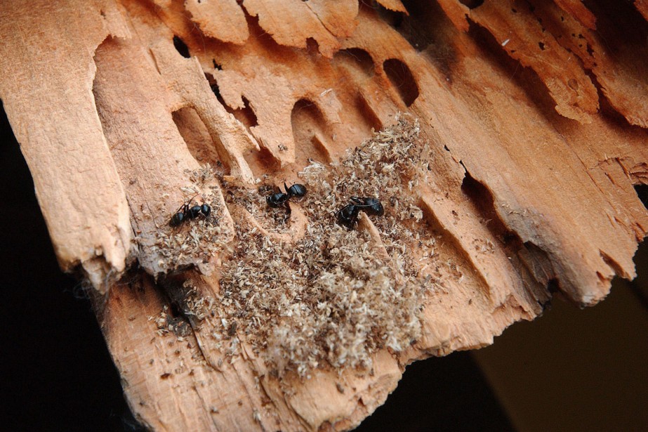 Carpenter ant galleries