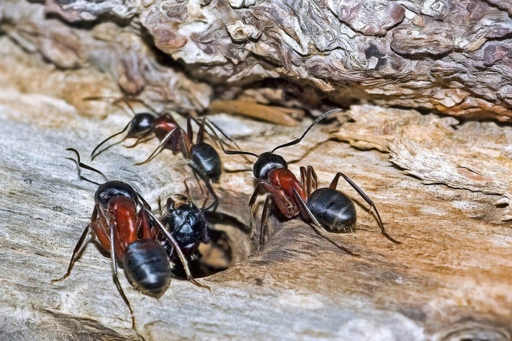 Carpenter ants on a beam