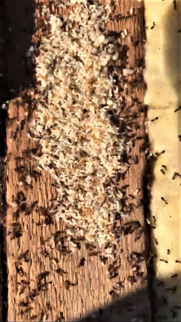 Infestation de fourmis charpentieres