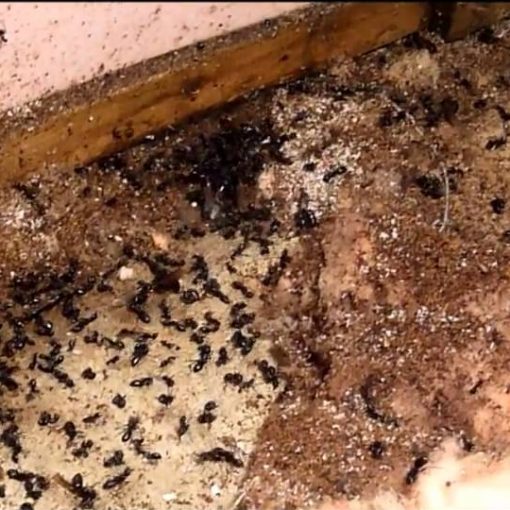 Nid de fourmis charpentiere