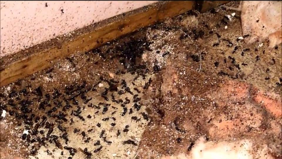 La fourmi charpentière en image • AOD Diagnostics immobilier