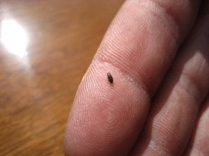 Actual size of a beetle