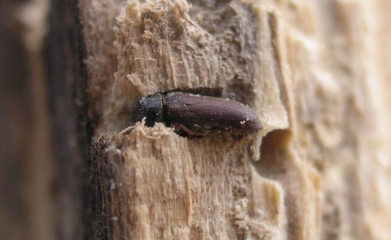 Wood beetle